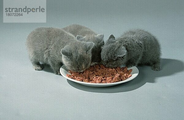 British Shorthair Cats  kittens  6 weeks  eating together from plate  Britische Kurzhaarkatzen  Welpen  6 Wochen  fressen gemeinsam von Teller  innen  Studio