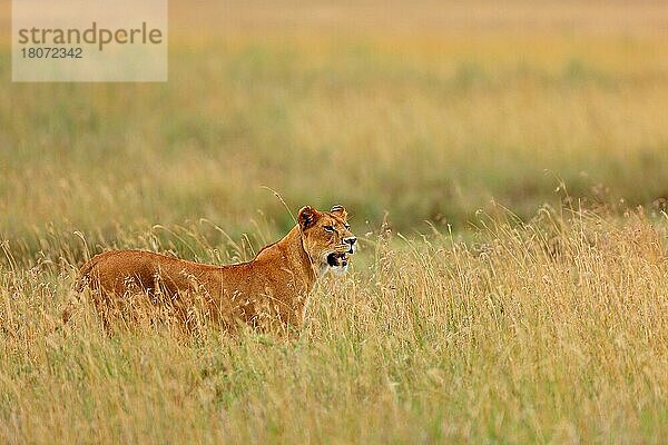 Afrikanischer Löwe (Panthera leo)  Löwin  Serengeti  Tansania  Afrika