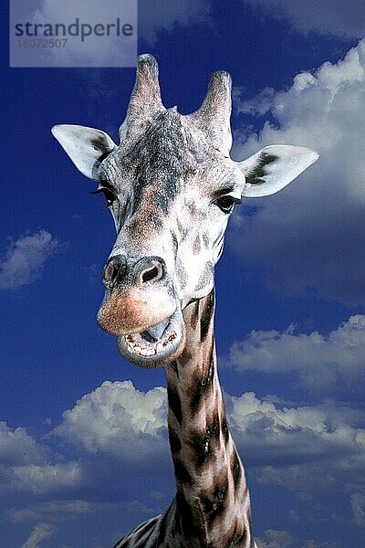Giraffe (Giraffa camelopardalis) (Humor) (humour) (außen) (outdoor) (Kopf) (head) (Porträt) (portrait) (frontal) (von vorne) (freundlich) (friendly) (adult) (Säugetiere) (mammal) (Huftiere) (Paarhufer) (vertical)