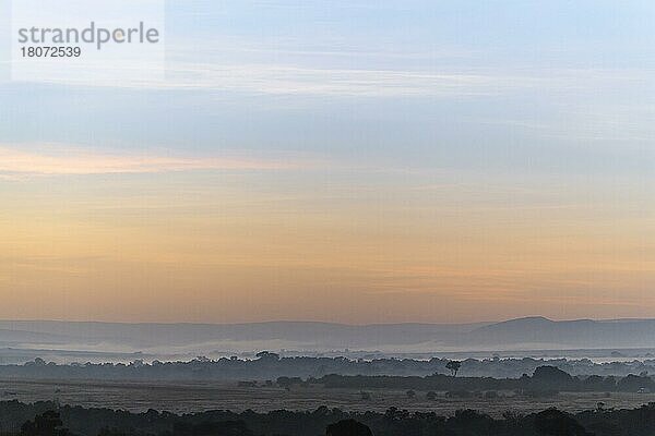 Typische Savannenlandschaft in der Morgendämmerung  Masai Mara National Reserve  Kenia  Afrika