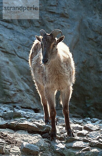 Himalaya-Thar  Weibchen (Hemitragus jemalahicus)  Himalayan Thar  female (Asien) (asia) (animals) (Säugetiere) (mammals) (Huftiere) (hoofed animals) (Paarhufer) (cloven-hoofed animals) (außen) (outdoor) (Gegenlicht) (back light) (frontal) (head-on) (von vorne) (adult) (stehen) (standing) (Wildziegen) (wild goats) (vertical)