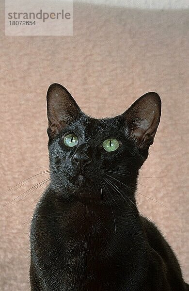 Oriental Shorthair Cat  black  Orientalisch Kurzhaarkatze  schwarz  OKH  Orientalisch Kurzhaar  ebony (Saeugetiere) (mammals) (Haustier) (animals) (Heimtier) (pet) (domestic cat) (Hauskatze) (Rassekatzen) (kurzhaarig) (short-haired) (frontal) (head-on) (von vorne) (innen) (Studio) (Porträt) (portrait) (sitzen) (sitting) (adult)