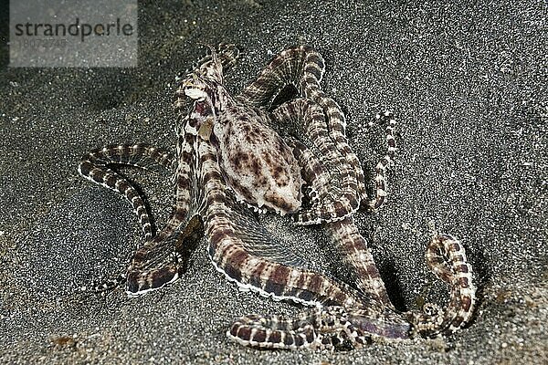 Karnevalstintenfisch  Lembeh Strait  Nord Sulawesi (Thaumoctopus mimicus)  Krake  Indonesien  Asien