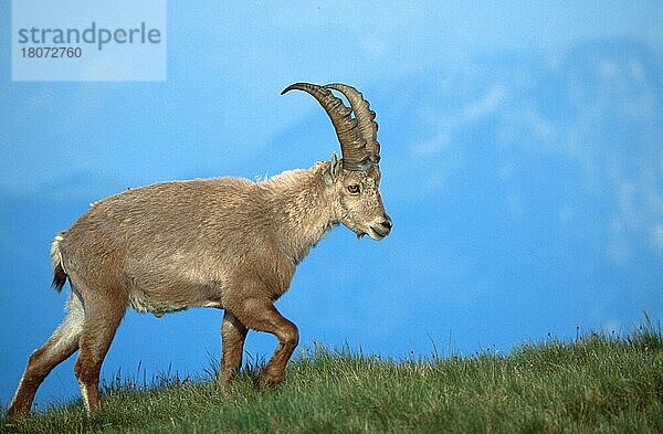 Alpensteinbock (Carpa ibex)  Berner Oberland () (alps) (Europa) (Gebirge) (Berge) (Säugetiere) (Huftiere) (Paarhufer) (Wildziegen) (wild goats) (außen) (outdoor) (seitlich) (side) (Wiese) (meadow) (adult) (Bewegung) (motion) (gehen) (walking) (Querformat) (horizontal)  männlich  Niederhorn  Schweiz  Europa