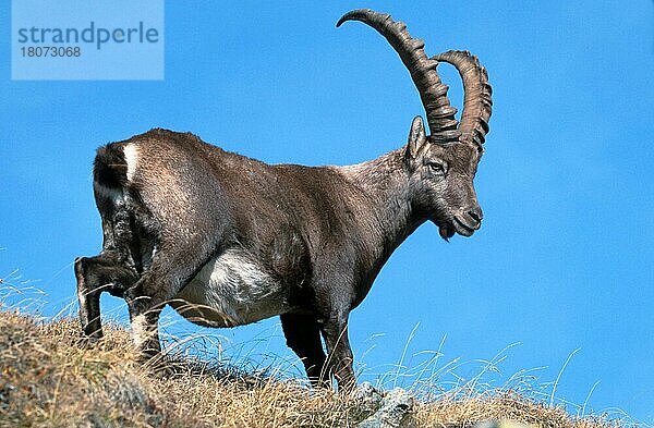 Alpensteinbock (Capra ibex)  Berner Oberland () (alps) (Europa) (Gebirge) (Berge) (Säugetiere) (Huftiere) (Paarhufer) (Klauentiere) (Wildziegen) (außen) (outdoor) (seitlich) (erwachsen) (Querformat) (horizontal) (stehen) (stehend)  männlich  Niederhorn  Schweiz  Europa