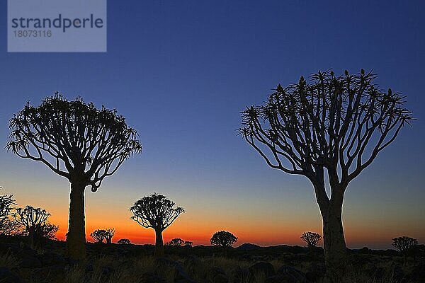 Köcherbaum (Aloe dichotoma) oder Kokerboom  Keetmanshoop  Karas Region  Namibia  Afrika