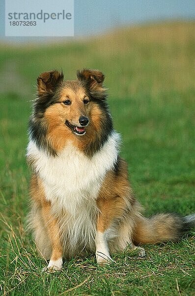 Sheltie  Shetland Sheepdog (Saeugetiere) (mammals) (animals) (Haushund) (domestic dog) (Haustier) (Heimtier) (pet) (außen) (outdoor) (frontal) (head-on) (von vorne) (Wiese) (meadow) (freundlich) (friendly) (sitzen) (sitting) (adult) (lächeln) (smiling)