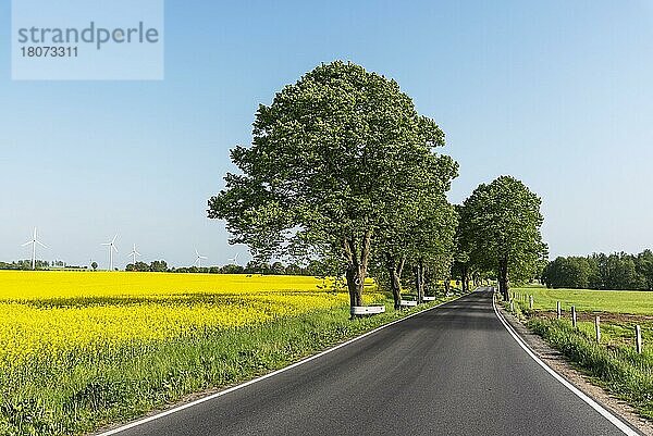 Landstraße  Rapsfeld  Kühlungsborn  Mecklenburg-Vorpommern  Deutschland  Europa