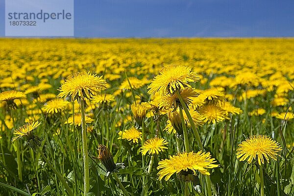 Gewöhnlicher Löwenzahn (Taraxacum officinale) blüht im Frühjahr auf einem Feld