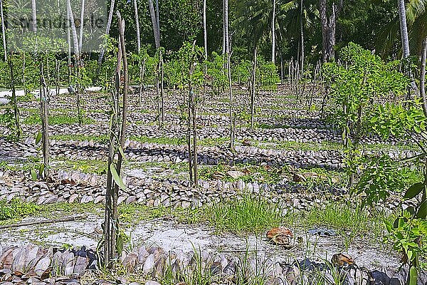 Vanilliepflanzen  Gewürzvanille (Vanilla planifolia)  Platange  Insel La Digue  Seychellen  Afrika
