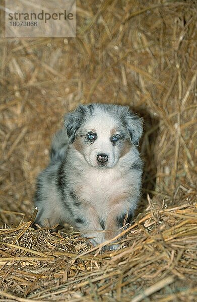 Australian Shepherd  puppy  7 weeks old  Welpe  7 Wochen alt (Saeugetiere) (mammals) (animals) (Haushund) (domestic dog) (Haustier) (Heimtier) (pet) (Jungtier) (young) (frontal) (head-on) (von vorne) (Stroh) (straw) (stehen) (standing)