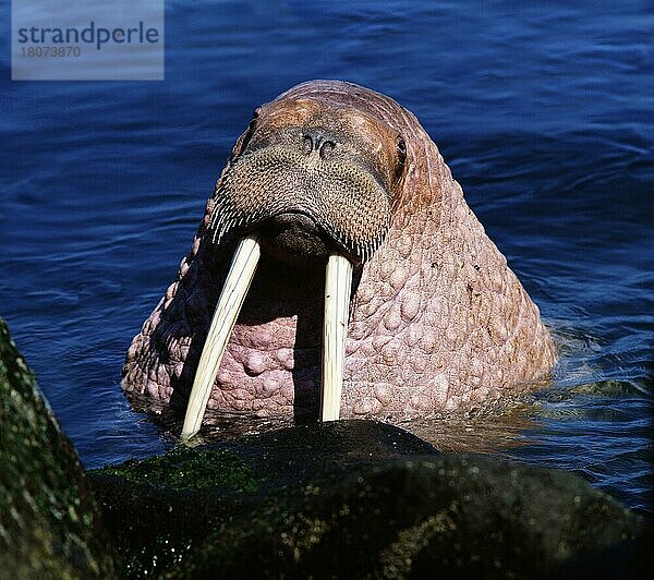 Pacific Walrus  bull  Round Island  Bering Sea  Alaska  USA (Odobenus rosmarus divergens)  Pazifisches Walross  Bulle  Roun  Stoßzahn  Stoßzähne  tooth  teeth  Island  Europa