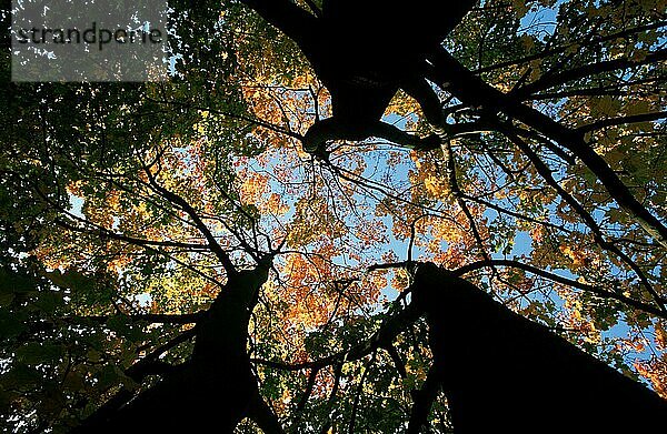 Ahornbäume im Herbst  Laubbaum  Laubbäume  Europa  von unten  fallen  Querformat  horizontal  Ausschnitt  Detail