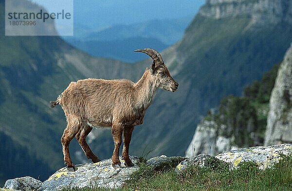 Alpensteinbock (Capra ibex) ()  Weibchen () (alps) (Europa) (Gebirge) (Berge) (mountains) (Säugetiere) (mammals) (Huftiere) (Paarhufer) (cloven-hoofed animals) (Wildziegen) (wild goats) (außen) (outdoor) (seitlich) (side) (adult) (Querformat) (horizontal) (stehen) (standing)  weiblich  Schweiz  Europa