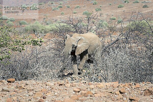 Afrikanischer Wüstenelefant (Loxodonta africana)  Damaraland  Namibia  Afrika