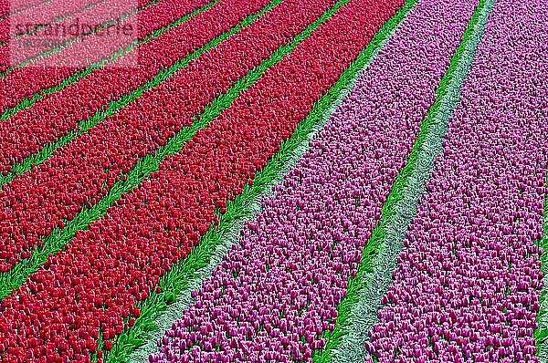 Tulpenfelder (Tulipa) bei Lisse  Niederlande  Europa