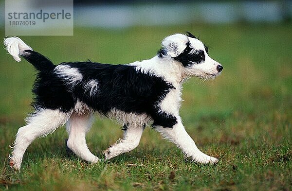 Mischlingshund  Welpe  8 Wochen alt  Mixed Breed Dog  puppy  8 weeks old (animals) (Säugetiere) (mammals) (Haushund) (domestic dog) (Haustier) (Heimtier) (pet) (außen) (outdoor) (schwarz-weiß) (black & white) (Bewegung) (motion) (laufen) (rennen) (running) (Jungtier) (young) (Querformat) (horizontal) (Wiese) (meadow) (seitlich) (side)