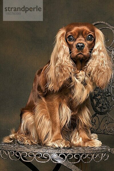 Kavalier King Charles Spaniel  Hündin  Rubin  erwachsen