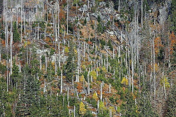 Abgestorbene Fichten mit Befall durch den Europäischen Fichtenborkenkäfer (Ips typographus L.) auf dem Berg Rachel  Nationalpark Bayerischer Wald  Bayern  Deutschland  Europa