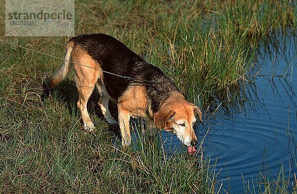 Mischlingshund trinkt aus Teich