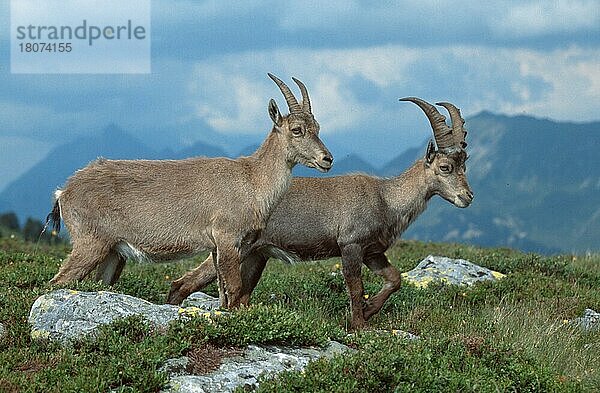 Alpensteinbock (Capra ibex) () (Säugetiere) (Säugetiere) (Huftiere) (hufer) (Klauentiere) (Wildziegen) (wild goats) (Gebirge) (Berge) (mountains) (alps) (Europa) (außen) (outdoor) (seitlich) (adult) (couple) (zwei) (two) (männlich) (male) (weiblich) (female) (Querformat) (horizontal)  Paar  Schweiz  Europa