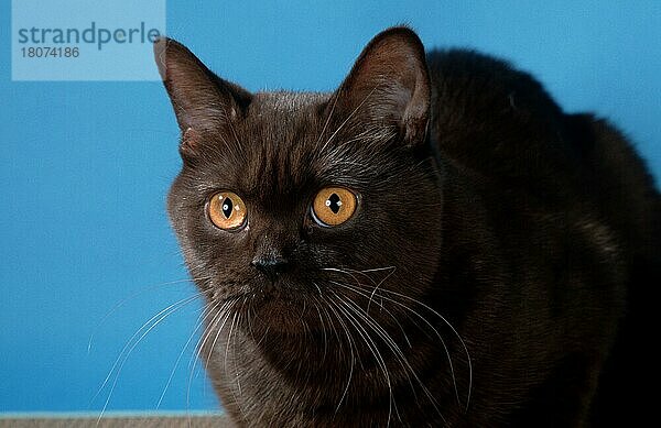 British Shorthair Cat  chocolate  Britisch Kurzhaarkatze (Saeugetiere) (mammals) (animals) (Haustier) (Heimtier) (pet) (Hauskatze) (domestic cat) (Rassekatzen) (Porträt) (portrait) (Querformat) (horizontal) (adult)