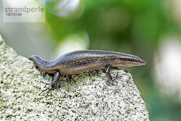 Seychellen Skink (Trachylepis seychellensis)  Insel Cousin  Seychellen  Afrika