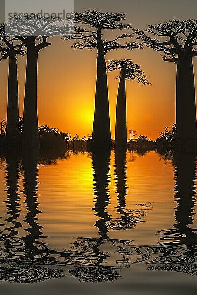 Baobab-Bäume  die sich bei Sonnenuntergang im Wasser spiegeln  Morondava  Provinz Toliara  Madagaskar (Adansonia Grandidieri)