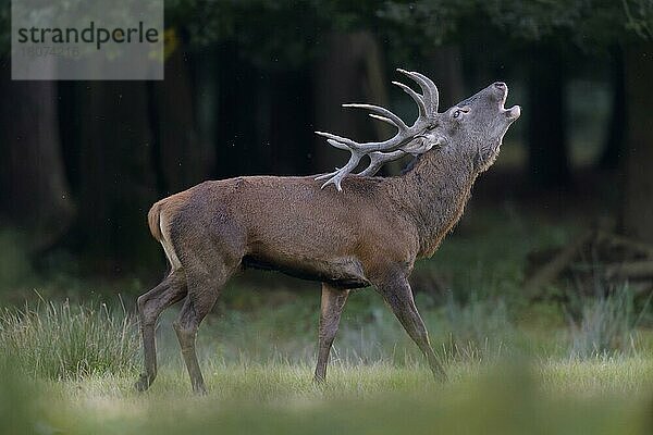 Rothirsch (Cervus elaphus)  männliches Brüllen in der Brunftzeit