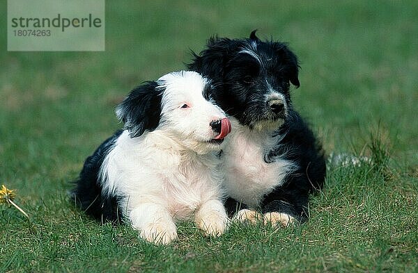Mischlingshunde  Welpen  8 Wochen alt  Mixed Breed Dogs  puppies  8 weeks old (animals) (Säugetiere) (mammals) (Haushund) (domestic dog) (Haustier) (Heimtier) (pet) (außen) (outdoor) (frontal) (head-on) (von vorne) (Wiese) (meadow) (liegen) (lie) (lying) (schwarz-weiß) (black & white) (Jungtier) (young) (puppy) (Paar) (pair) (zwei) (two) (Querformat) (horizontal)