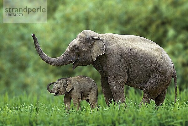 Asiatischer Elefant (Elephas maximus) mit Jungtier  seitlich  Seite
