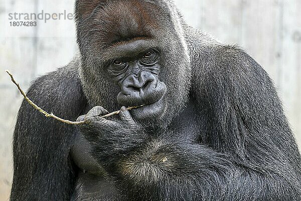 Westlicher Flachlandgorilla (Gorilla gorilla gorilla)  Männchen  Silberrücken  captive