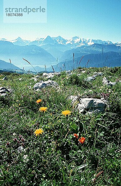 Alpen  Berner Oberland (Uebersicht) (overview) (Wiese) (meadow) (Europa) (Frühling) (spring) (Landschaften) (landscapes) (Gebirge) (Berge) (mountains) (vertical)  Blick vom Niederhorn  Schweiz  Europa