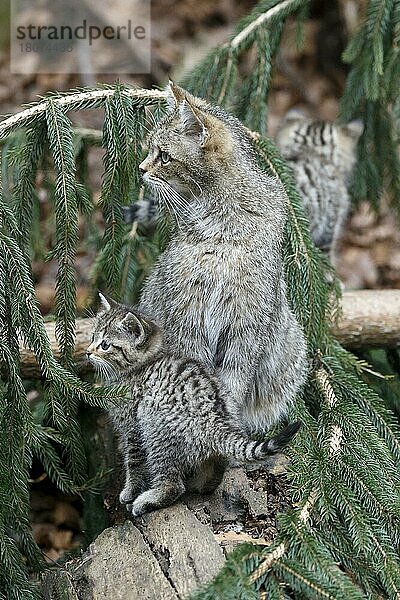 Wildkatze (Felis silvestris)  Jungtier  Nationalpark  captive  Deutschland  Europa