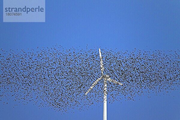 Europäischer Starenschwarm (Sturnus vulgaris) großer Schwarm Stare fliegt bei Sonnenuntergang an Windkraftanlage vorbei