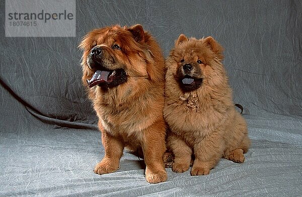 Chow Chow und Welpe  3 Monate