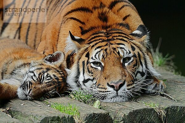 Sumatratiger (Panthera tigris sumatrae)  Weibchen mit Jungtier (Panthera sumatrae)  Sumatra-Tiger