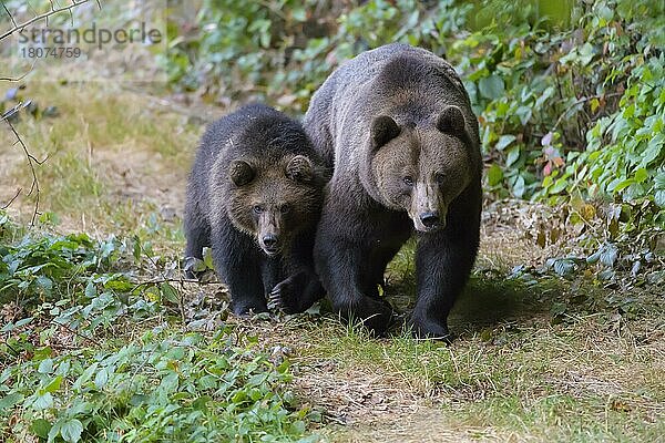Europäischer Braunbär (Ursus arctos)  Weibchen mit laufendem Jungtier  captive