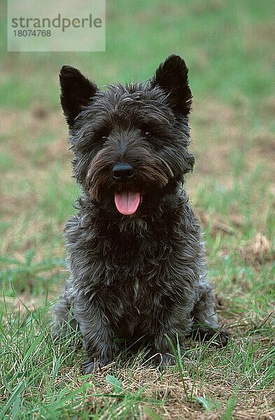 Mixed Breed Dog  Mischlingshund  Scotch-Terrier-Mix (animals) (Säugetiere) (mammals) (Haushund) (domestic dog) (Haustier) (Heimtier) (pe) (taussen) (outdoor) (frontal) (head-on) (von vorne) (Wiese) (meadow) (freundlich) (friendly) (hecheln) (panting) (sitzen) (sitting) (adult) (schwarz) (black)