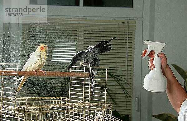 Cockatiels  pair on cage  beeing showered  Nymphensittiche (Nymphicus hollandicus)  Paar auf Käfig  grau und Lutino  werden geduscht  innen