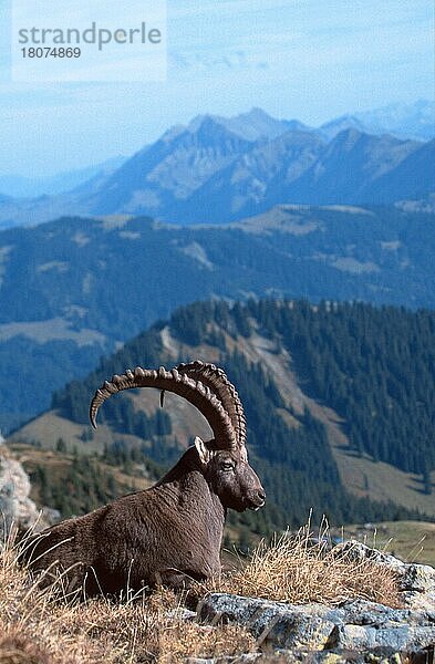 Alpensteinbock (Capra ibex)  Berner Oberland () (alps) (Europa) (Gebirge) (Berge) (mountains) (Säugetiere) (Huftiere) (Paarhufer) (Klauentiere) (Wildziegen) (wild goats) (außen) (outdoor) (seitlich) (adult) (liegen) (lie) (lying) (Entspannung) (relaxing) (vertical)  männlich  ruhend  Niederhorn  Schweiz  Europa