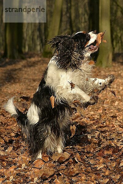 Cavalier King Charles Spaniel  Hündin  Trikolore  erwachsen