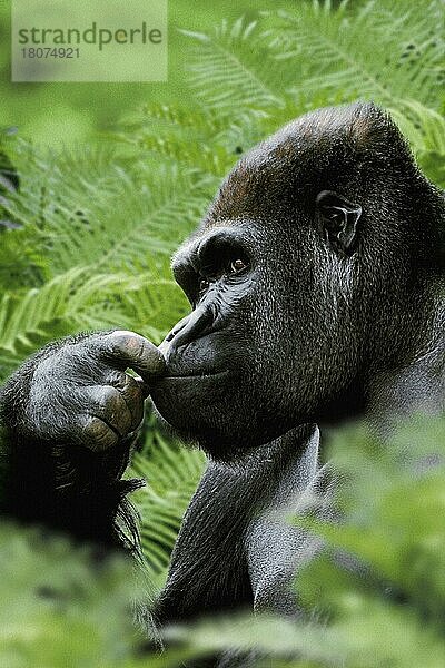 Westlicher Gorilla (Gorilla gorilla gorilla)  Silberrücken