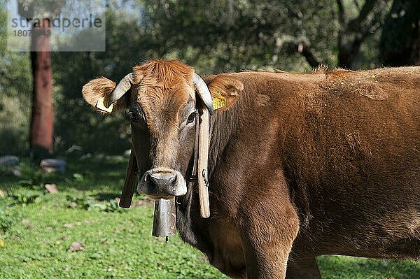 Hausrind  Kuh  Korkeichenwald  Geraci Siculo  Madonie  Sizilien  Italien  Kühe  Kuhglocke  Europa