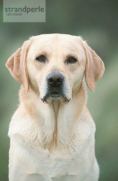 Labrador-Retriever  gelb/ (Saeugetiere) (mammals) (animals) (Haushund) (domestic dog) (Haustier) (Heimtier) (pet) (adult) (außen) (outdoor) (frontal) (head-on) (von vorne) (Porträt) (portrait) (sitzen) (sitting) (vertical)