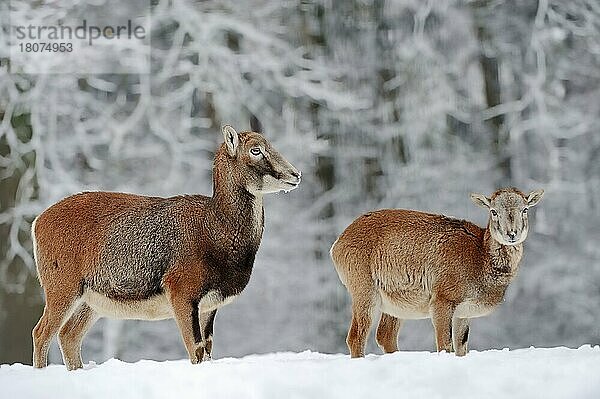 Europäischer Mufflon (Ovis gmelini musimon) Weibchen mit Jungtier im Winter  Europäisches Wildschaf