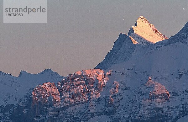 Alpengipfel  Berner Oberland (Europa) (Landschaften) (landscapes) (Gebirge) (Berge) (mountains) (Querformat) (horizontal)  Blick vom Niederhorn  Schweiz  Europa