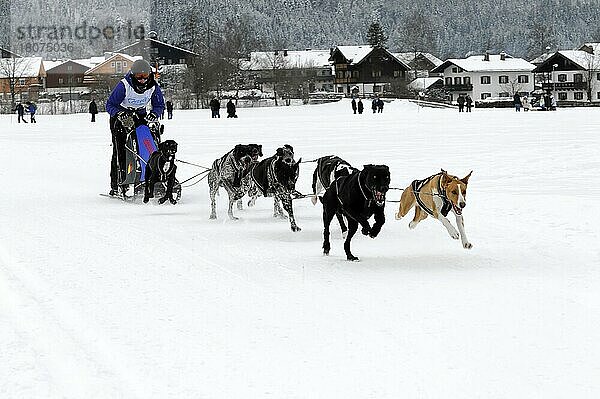 Musher mit Schlittenhundegespann  Siberian Huskys  6. Internationales Schlittenhunderennen 26. 27. Januar 2013  Inzell  Bayern  Deutschland  Europa