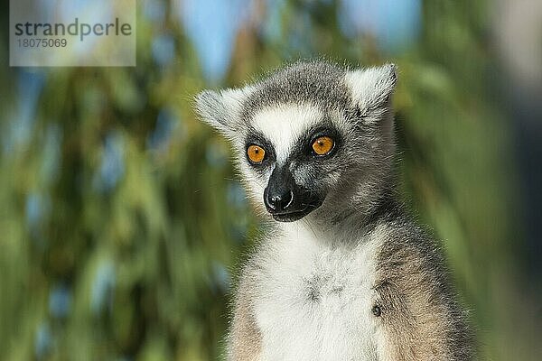 Ringelschwanzlemur (Lemur catta)  Naturschutzgebiet Berenty  Fort Dauphin  Provinz Toliara  Madagaskar  Afrika