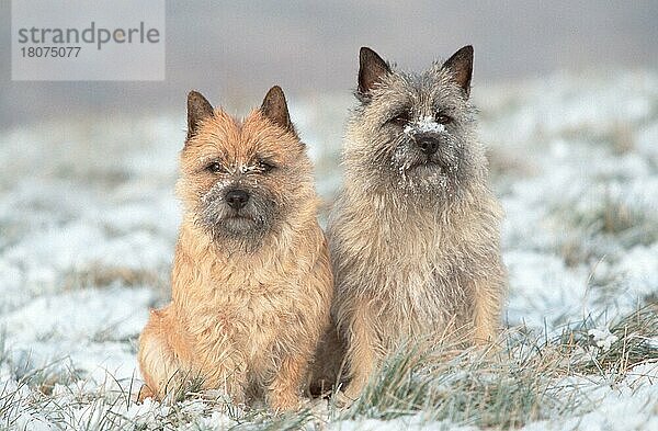 Cairn-Terrier  rot und weizenfarbig  im Winter  Cairn Terrier  red and wheaten  in winter (animals) (außen) (outdoor) (frontal) (head-on) (von vorne) (Wiese) (meadow) (Schnee) (snow) (sitzen) (sitting) (adult) (Paar) (pair) (couple) (zwei) (two) (Querformat) (horizontal) (Säugetiere) (mammals) (Haushund) (domestic dog) (Haustier) (Heimtier) (pet) (gestromt) (brindle) (Schottland) (Scotland) (struppig) (shaggy)